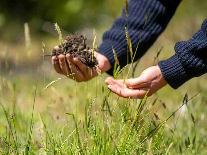 Hand holding soil in field of long grass
