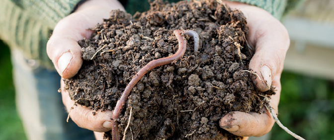 Hands cupped, holding soil with worms in it