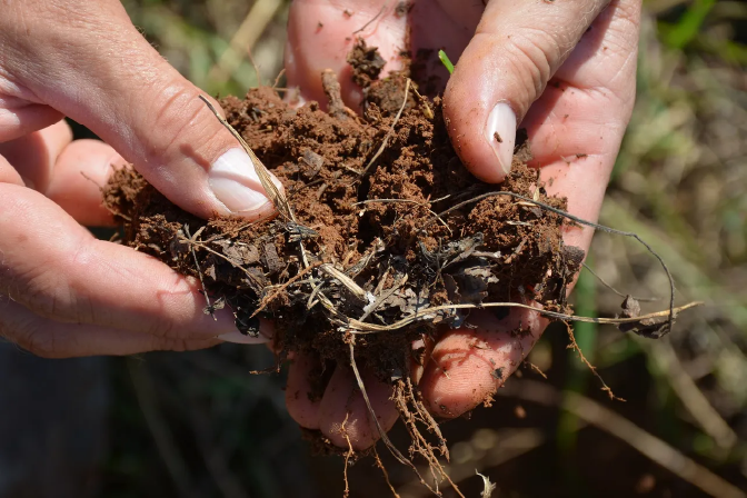 Hands holding soil containing organic matter